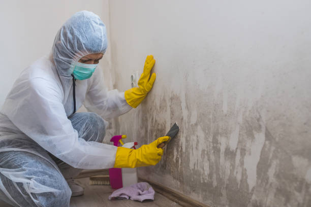 Best Emergency Mold Remediation  in Hitchcock, TX